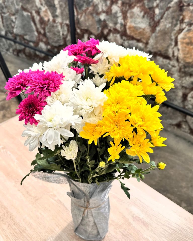 ChrysanthemumCharm1