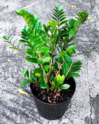 Zamia Indoor Living Plant – Gift of a Lifetime